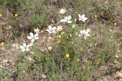 Linum jimenezii