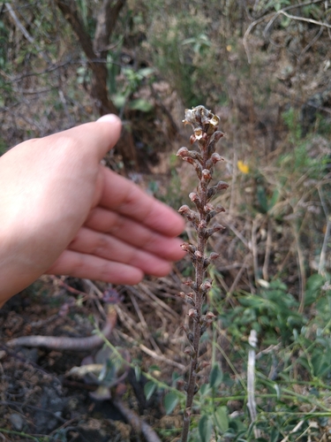 Image of Sarcoglottis schaffneri by (c) Jordi Martínez Martínez, some rights reserved (CC BY)
