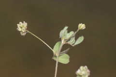 Medicago coronata