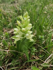 Dactylorhiza sambucina
