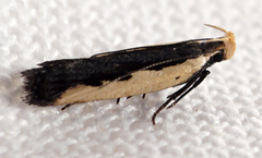 Dichomeris serrativittella