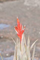 Tillandsia turneri