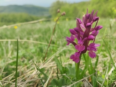 Dactylorhiza sambucina