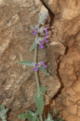 Nepeta nepetella