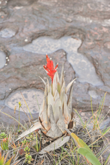 Tillandsia turneri