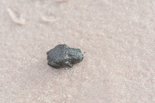 Roraima Bush Toad, Oreophrynella quelchii