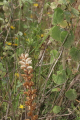 Orobanche ballotae