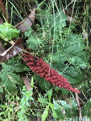 Gunnera talamancana