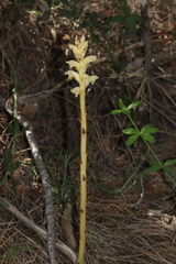 Orobanche clausonis
