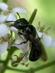 Ceratina calcarata