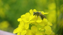 Andrena chrysosceles