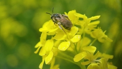 Andrena chrysosceles