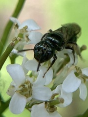Ceratina calcarata