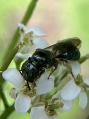 Ceratina calcarata