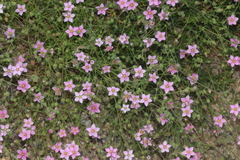Rhodalsine geniculata