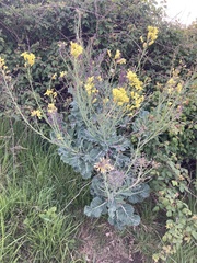 Brassica oleracea