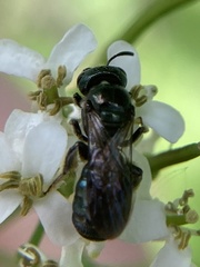 Ceratina calcarata