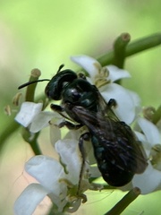 Ceratina calcarata