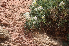 Sarcocapnos enneaphylla