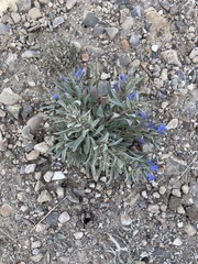 Penstemon dolius