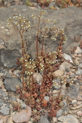 Sedum album