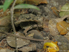 Rhinella diptycha
