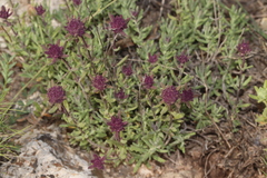 Teucrium leonis