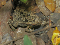 Rhinella diptycha