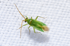 Orthotylus