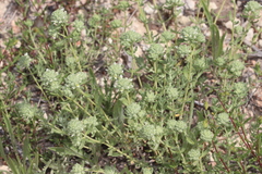 Teucrium murcicum