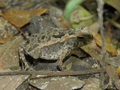 Rhinella diptycha