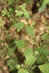 Urtica pilulifera