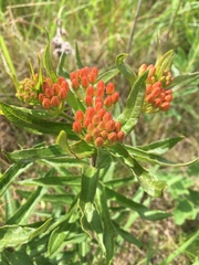 Asclepias tuberosa interior