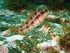 Alloclinus holderi
