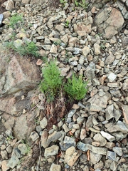 Asplenium cuneifolium