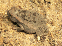 Rhinella diptycha