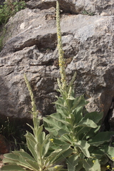 Verbascum giganteum