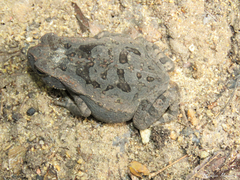 Rhinella diptycha