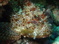 Scorpaena guttata