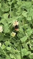 Bombus lapidarius