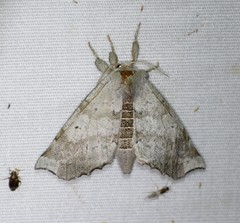 Olceclostera seraphica