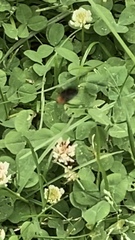 Bombus lapidarius