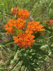 Asclepias tuberosa interior