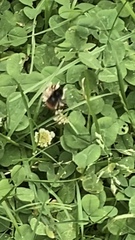 Bombus lapidarius