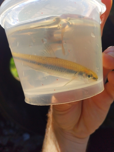 Texaanse shiner (Notropis texanus) — Cyprinidae — 5