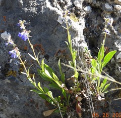 Penstemon humilis