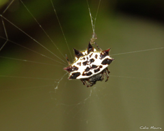 Gasteracantha cancriformis
