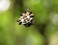 Gasteracantha cancriformis