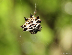 Gasteracantha cancriformis