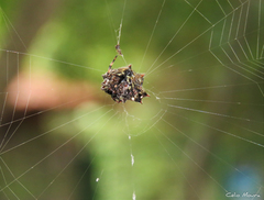 Gasteracantha cancriformis